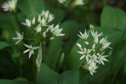 Allium ursinumDaslook bestellen